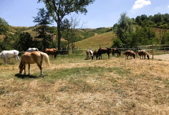 Equitazione Bologna Agriturismo Relais Ca Del Rio