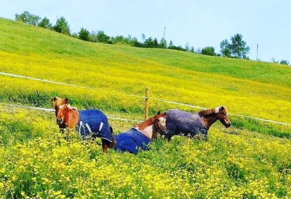 Agriturismo Cavalli Scuola Equitazione Ca Del Rio